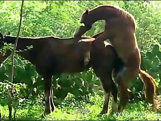 Stallion fucks female horse and zoo lover tapes it