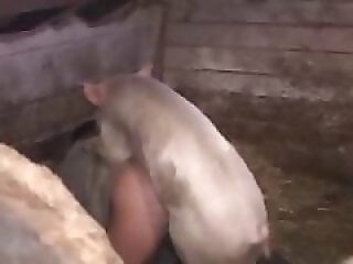 XXX bestiality zoo porn