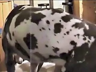 Zoo Zoo Sex Porn